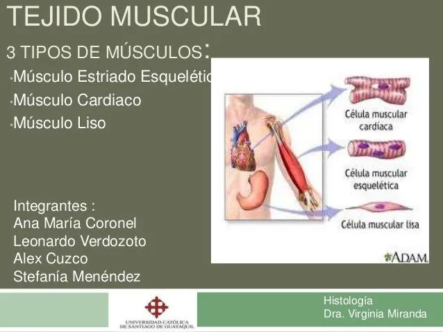 tejido muscular