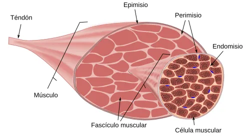 Tejido muscular. Atlas de Histología Vegetal y Animal