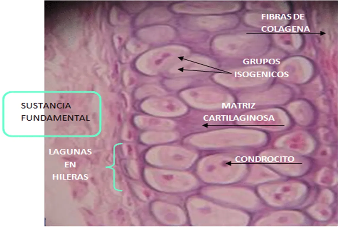 TEJIDO MUSCULAR Y CARTILAGINOSO