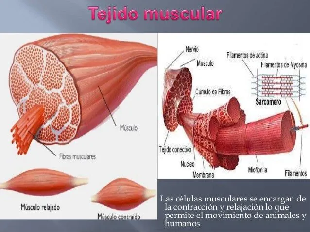 Tejido muscular y nervioso