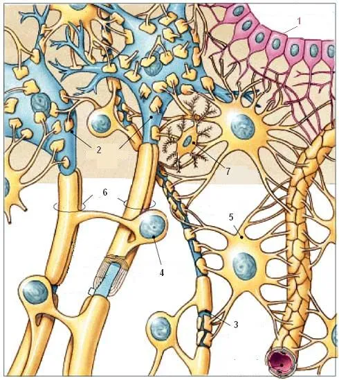 Tejido nervioso | El Cuerpo Humano