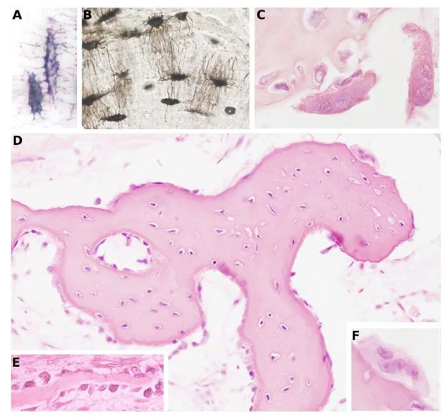 Tejido óseo. Atlas de Histología Vegetal y Animal