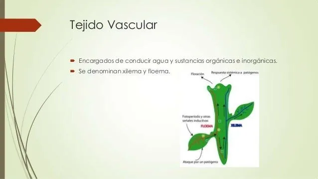 tejido-vascular-jos-angel- ...