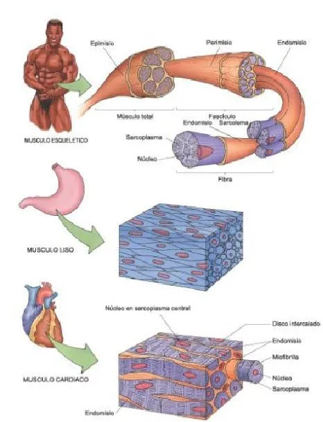 Tejidos Básicos: Tejido muscular y nervioso