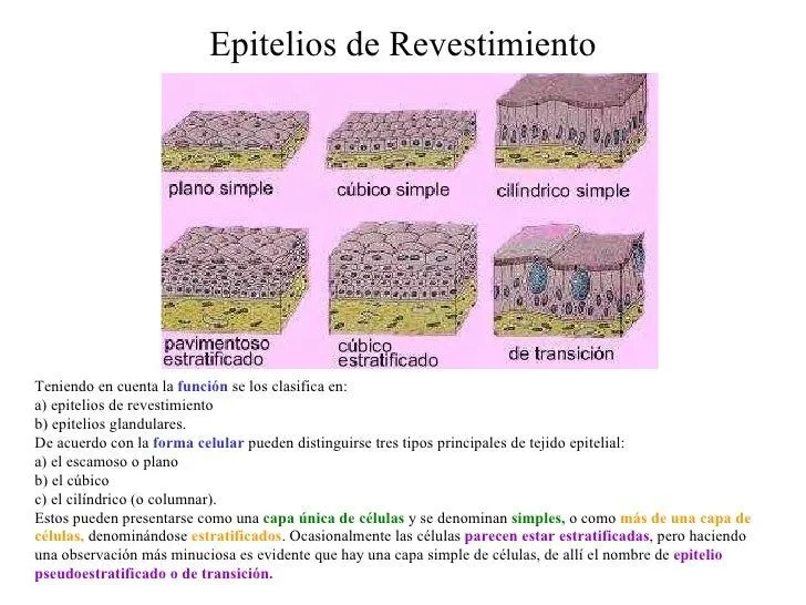 Tejidos Epitelial Conectivo