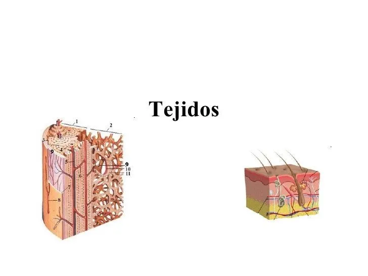 Tejidos Epitelial Conectivo