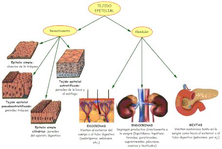 Los tejidos: tipos de tejidos del cuerpo humano - Resúmenes ...