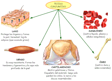 Los tejidos: tipos de tejidos del cuerpo humano - Resúmenes ...