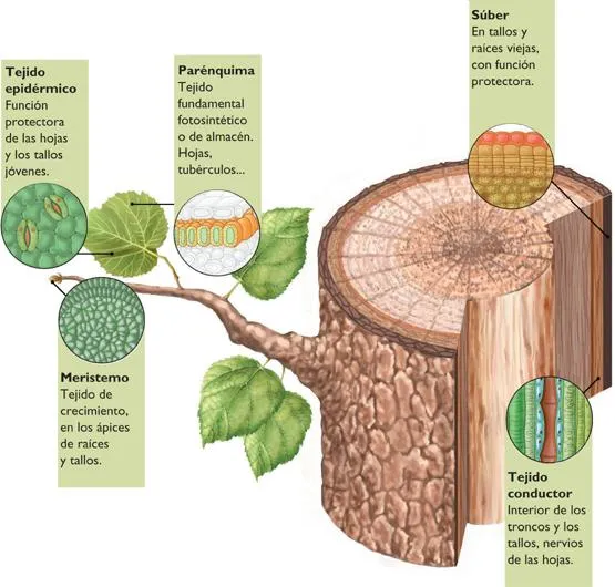 Tejidos vegetales