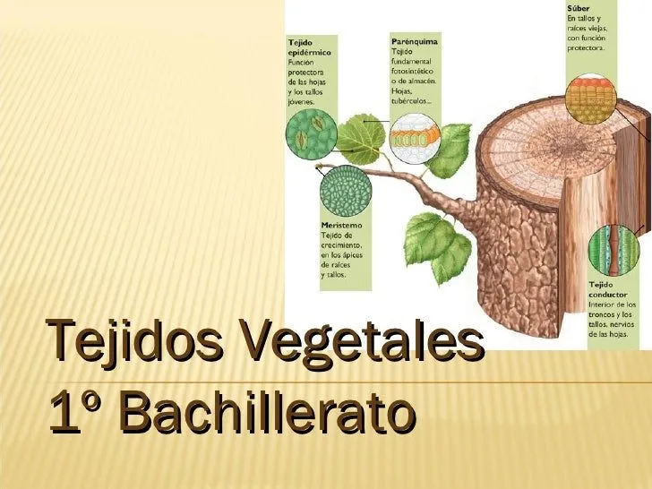 Tejidos vegetales