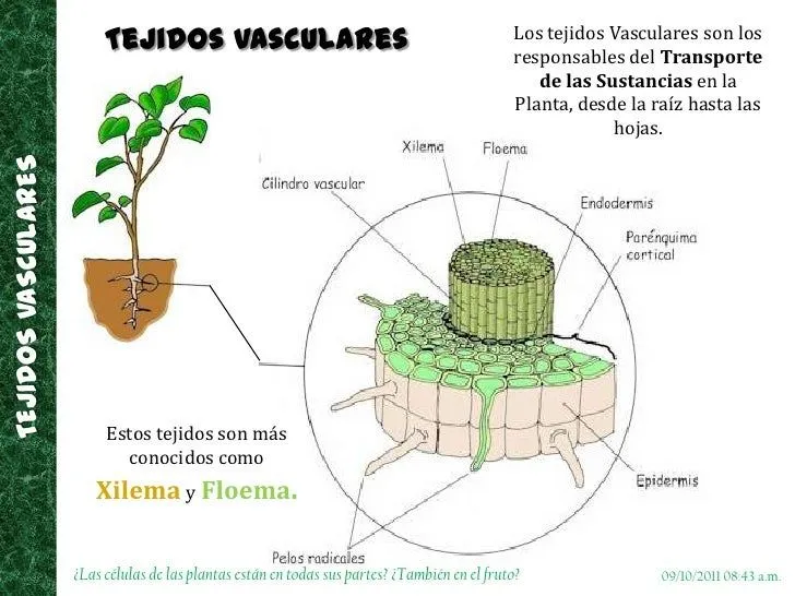 tejidos-vegetales-7-728.jpg?cb ...