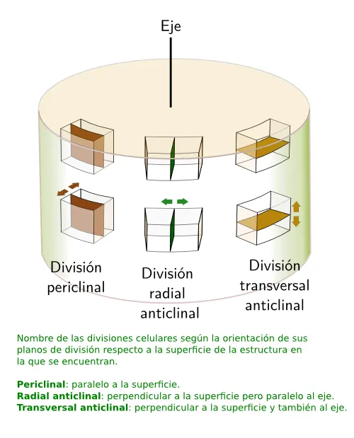 Tejidos vegetales: meristemos. Atlas de Histología Vegetal y Animal