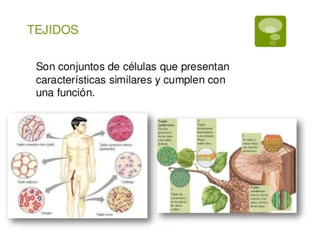 tejidos-vegetales-y-animales-2 ...