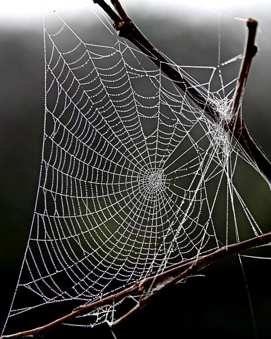 Telaraña II - a photo on Flickriver