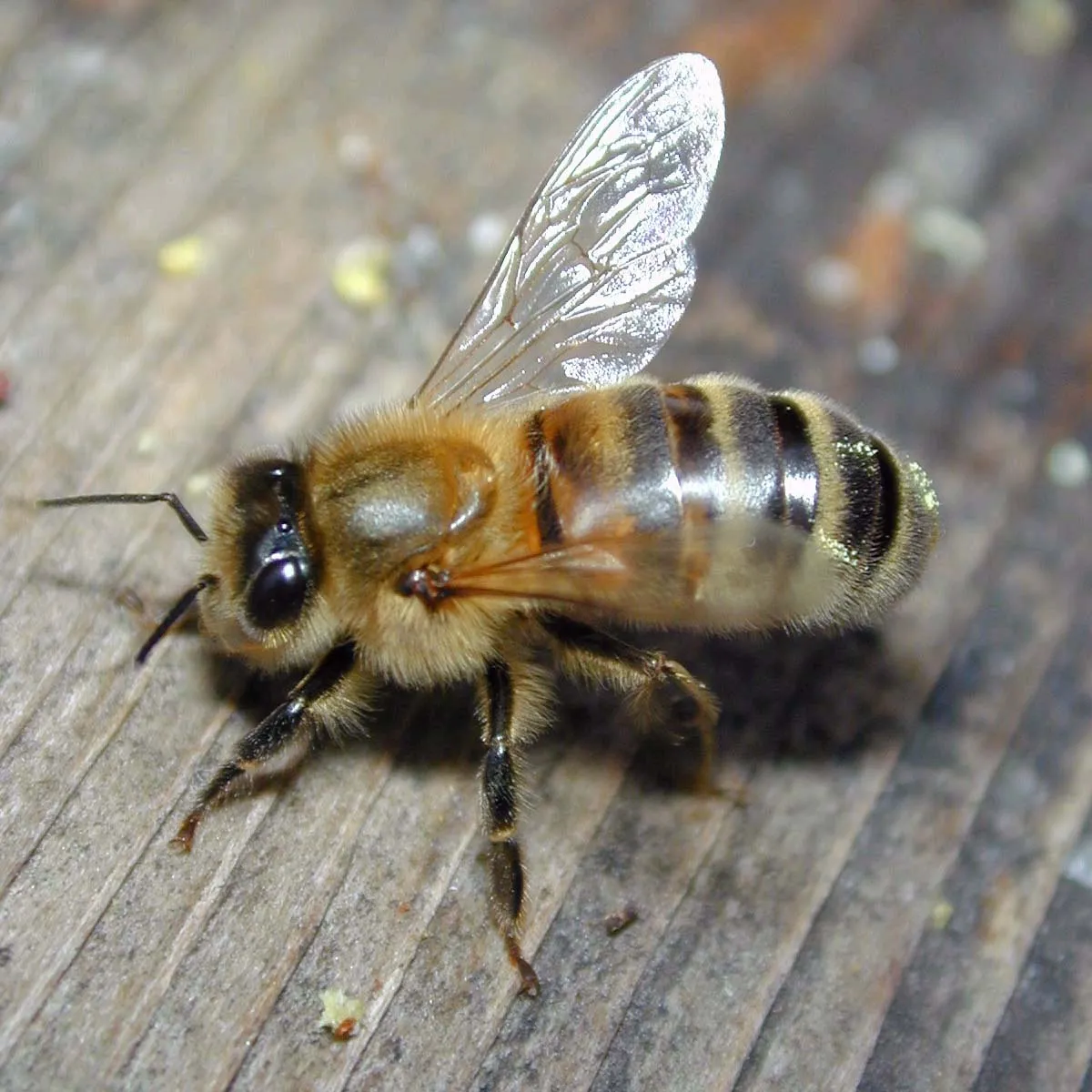 Los teléfonos móviles matan a las abejas - ABC.