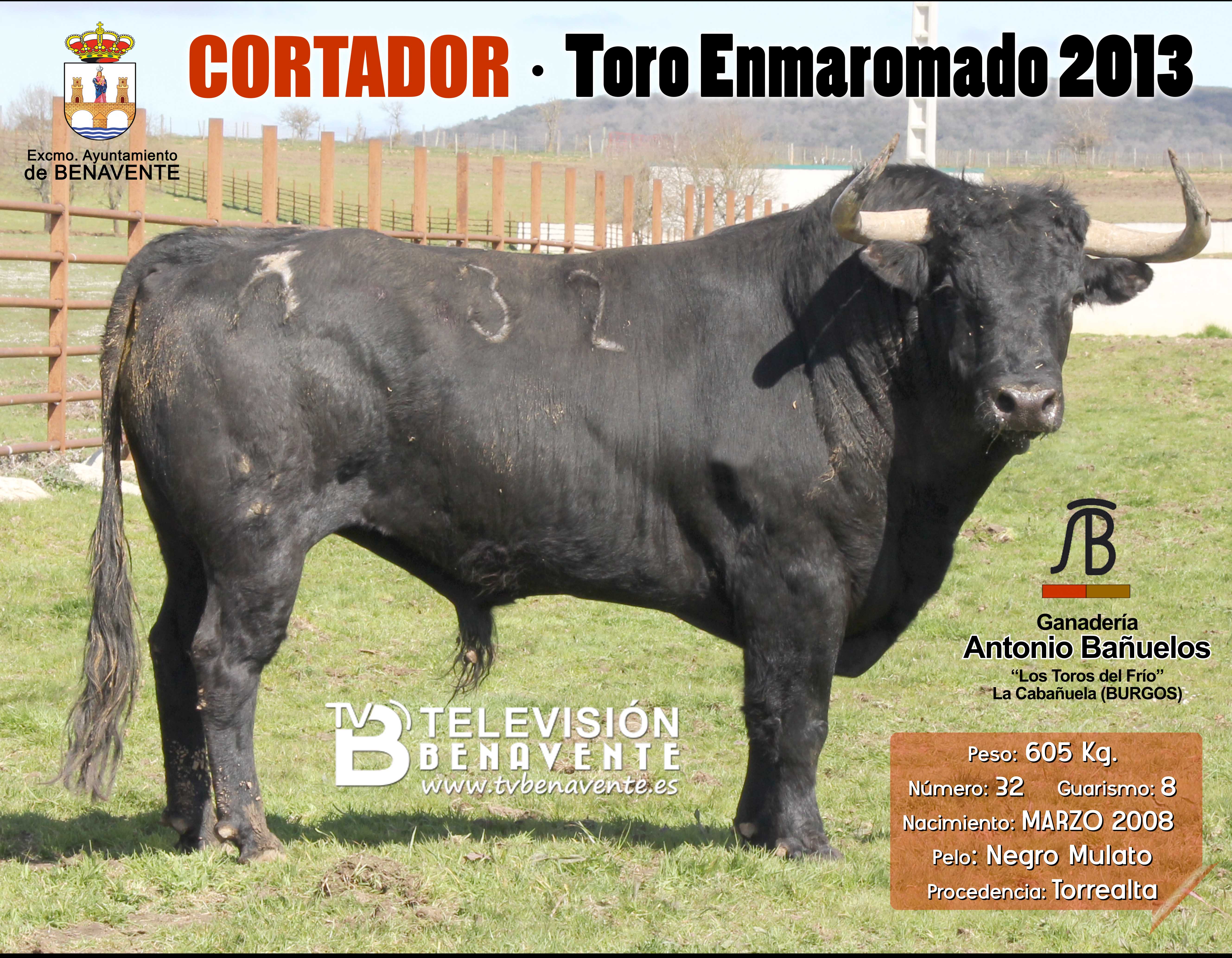 TELEVISIÓN BENAVENTE : : : | TORO ENMAROMADO