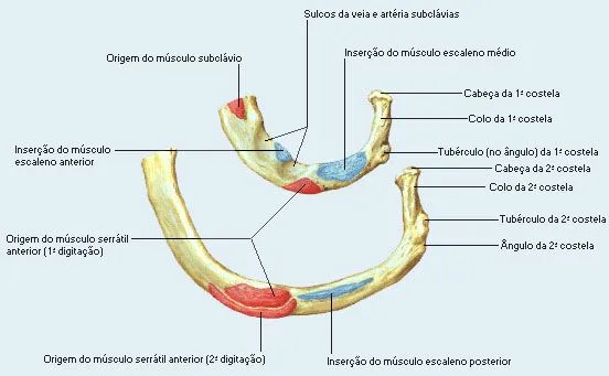 Teliga.net: Osteologia do tórax e dos membros.