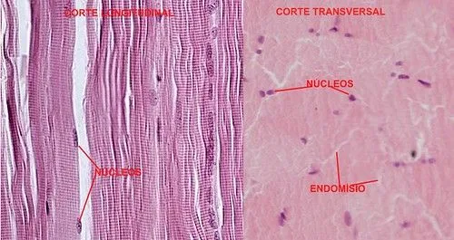 Teliga.net: TECIDO MUSCULAR ESTRIADO ESQUELÉTICO - TÓPICOS