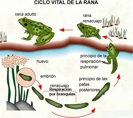 Tema 11. Los seres vivos y las funciones de reproducción.