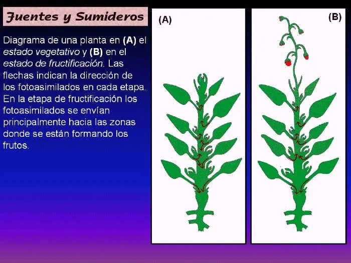 Tema 13: Transporte en el Floema