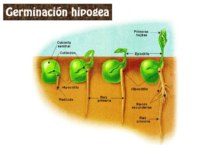 Tema 16: Germinación de semillas