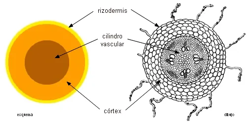 Tema 20