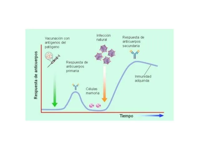 Tema 21 ) Inmunología y enfermedades | Alberto Fuentes