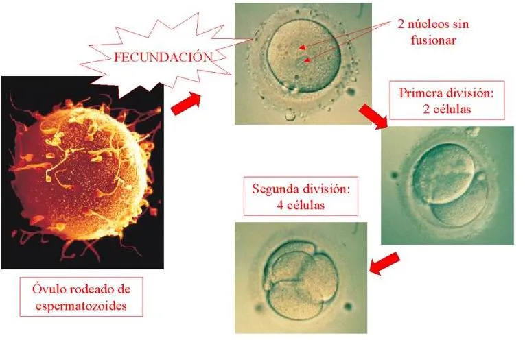 Tema 4: Fecundación | Biología y Geología "Amor de Dios" Valladolid