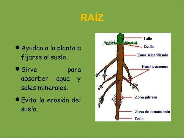 tema-4-las-plantas-5-638.jpg? ...