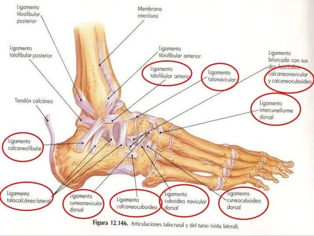 Tema 9 anatomía el pie