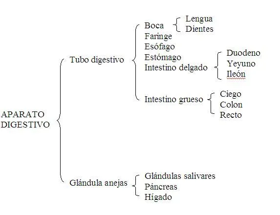 Tema 6 : Función de nutrición: Art 4: Esquema del aparato digestivo.