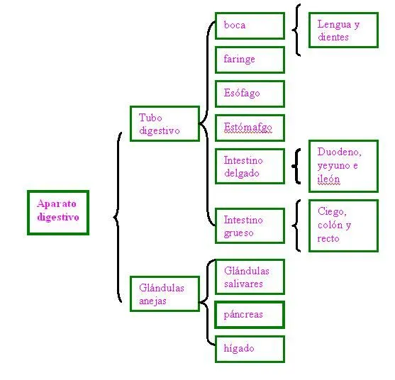 TEMA 6 :Función de nutrición: Art 4 : Esquema del aparato digestivo