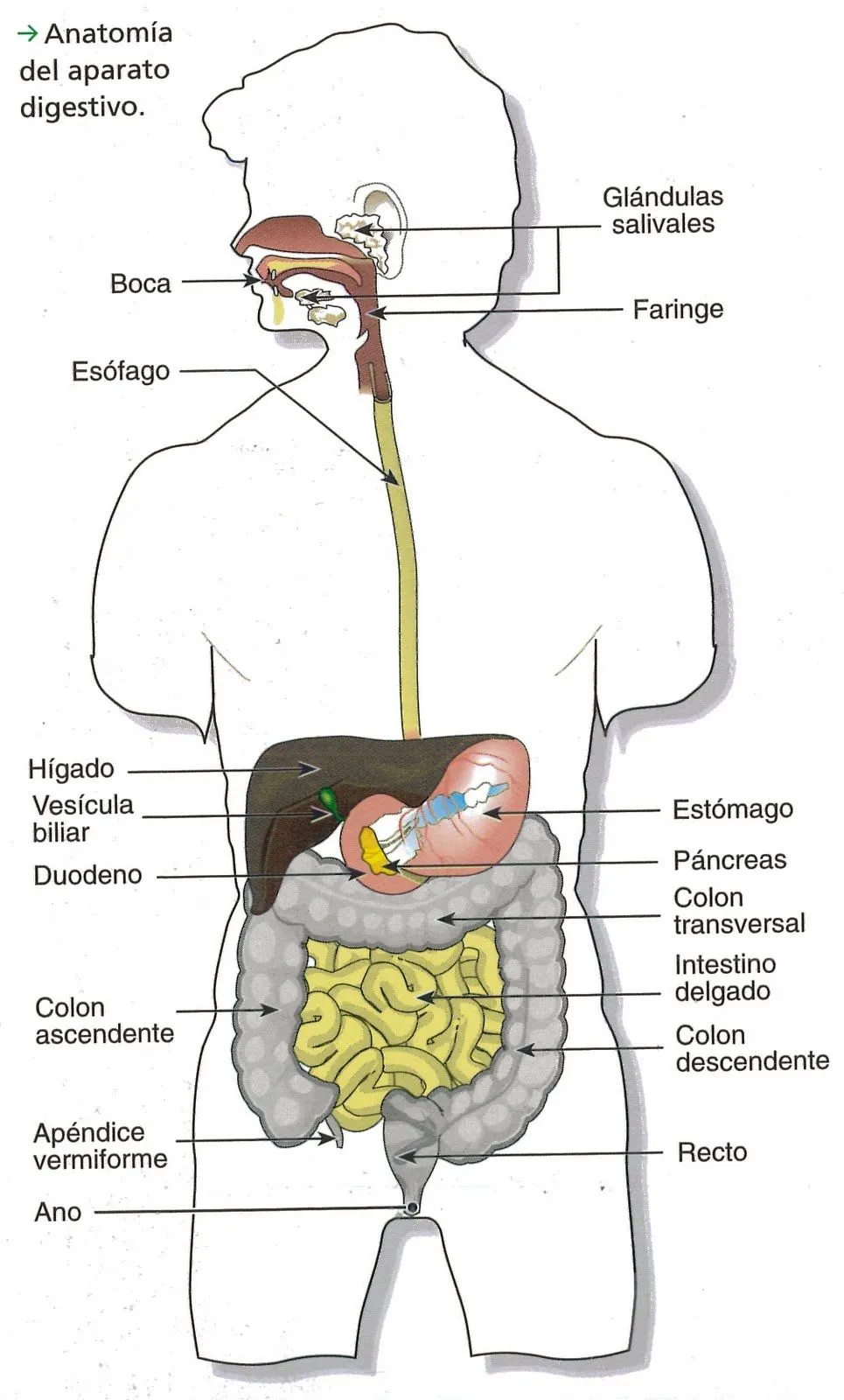 Tema de nutricion de (yeddan): Artc 3: Anatomia del aparato digestivo