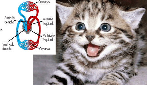 Tema 9. Los seres vivos y la función de nutrición