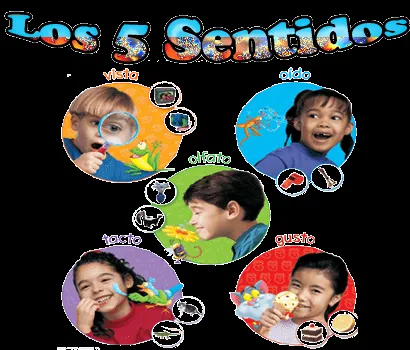 TEMA 2 UBICACION Y FUNCION DE LOS SENTIDOS