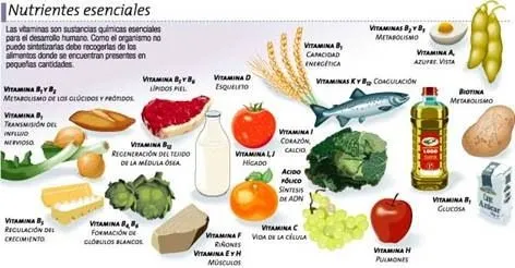 TEMA VI: Nutrición – Los Alimentos | DSM-