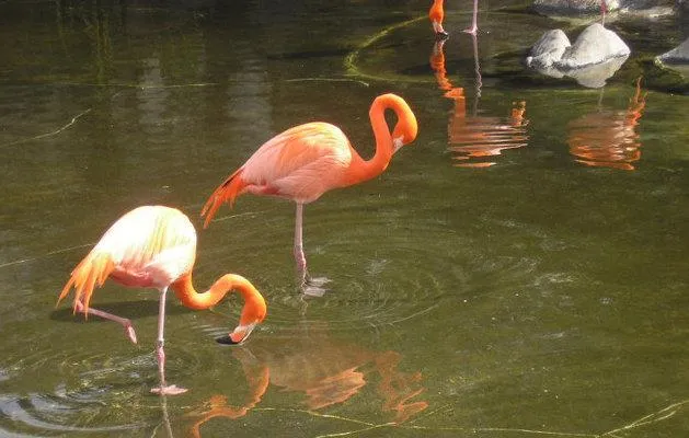 Temaiken: flamencos rosados