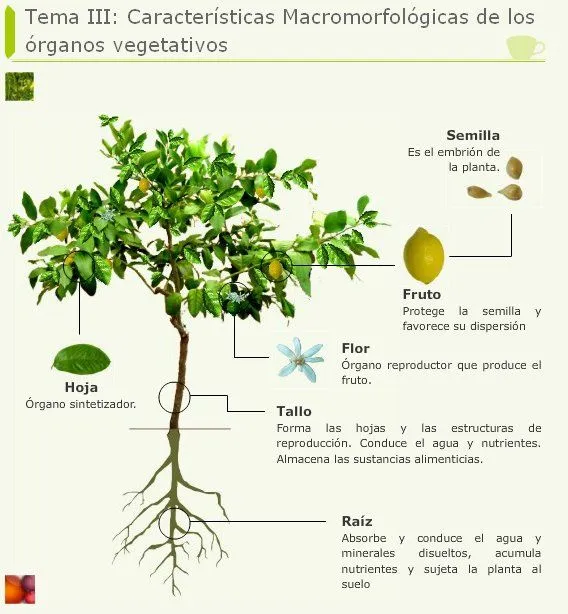 Temas de Farmacognosia: octubre 2011