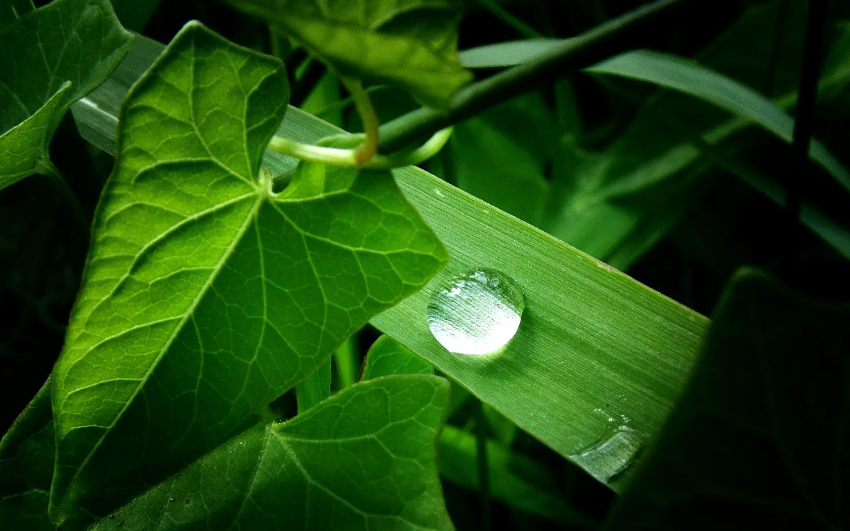 tematica naturaleza fondo verde resolucion 1680 1050