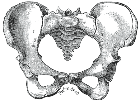 Temáticas: Medicina, anatomía, cuerpo humano, esqueleto, pelvis ...