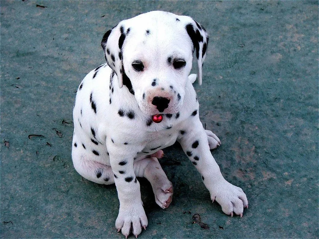 temperamento de un dalmata | Cuidar de tu perro es facilisimo.