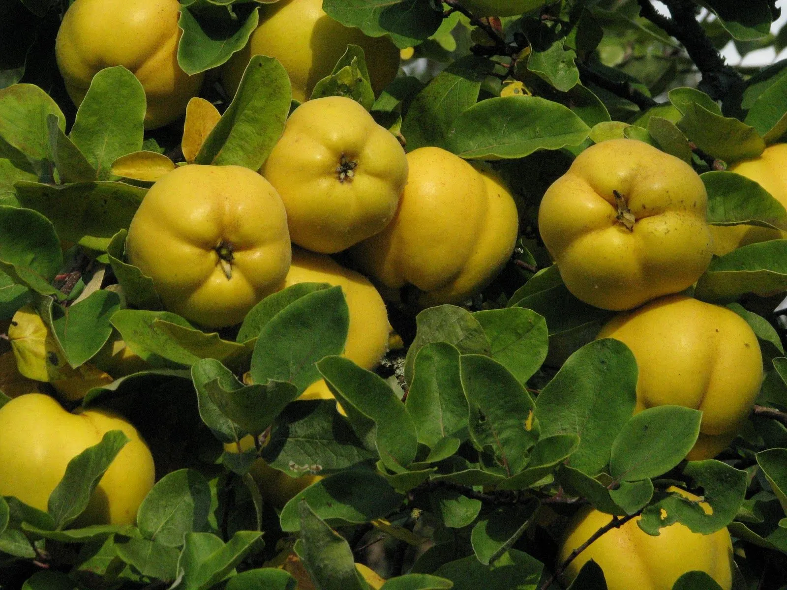 Temperate Climate Permaculture: Permaculture Plants: Quince Tree