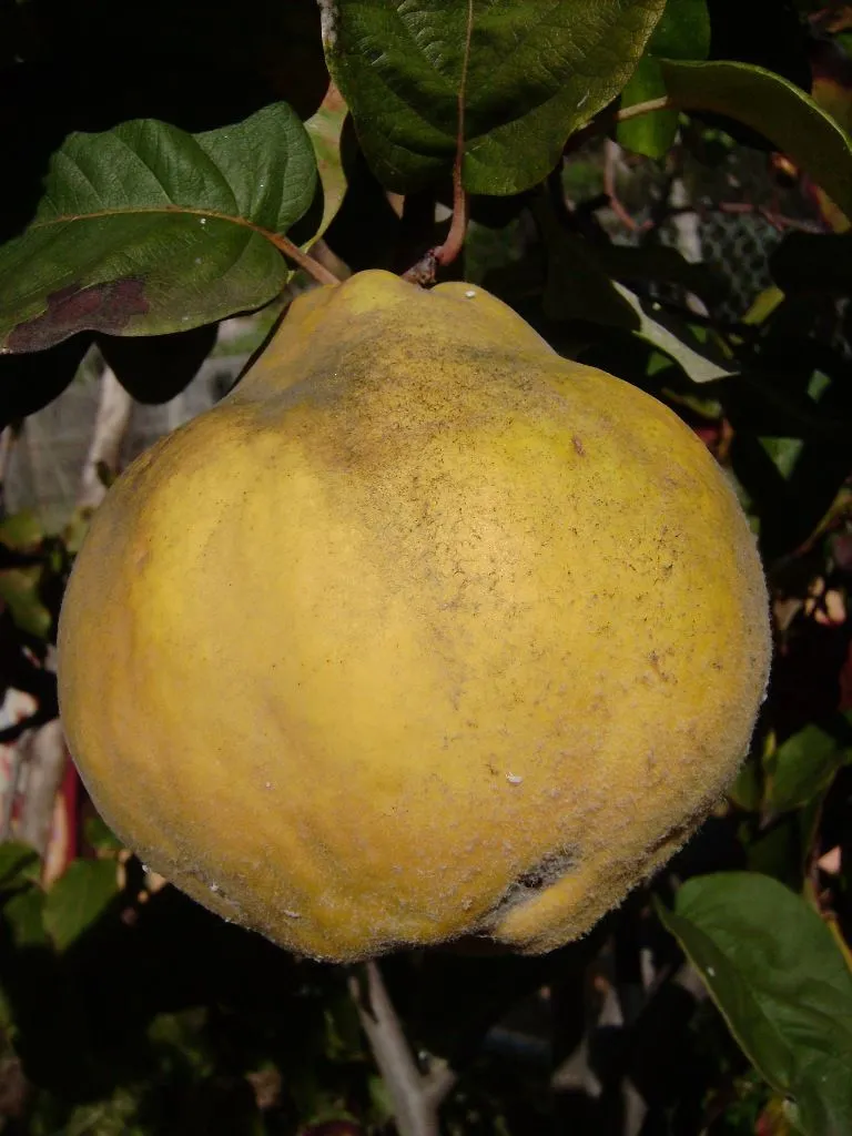 Temperate Climate Permaculture: Permaculture Plants: Quince Tree