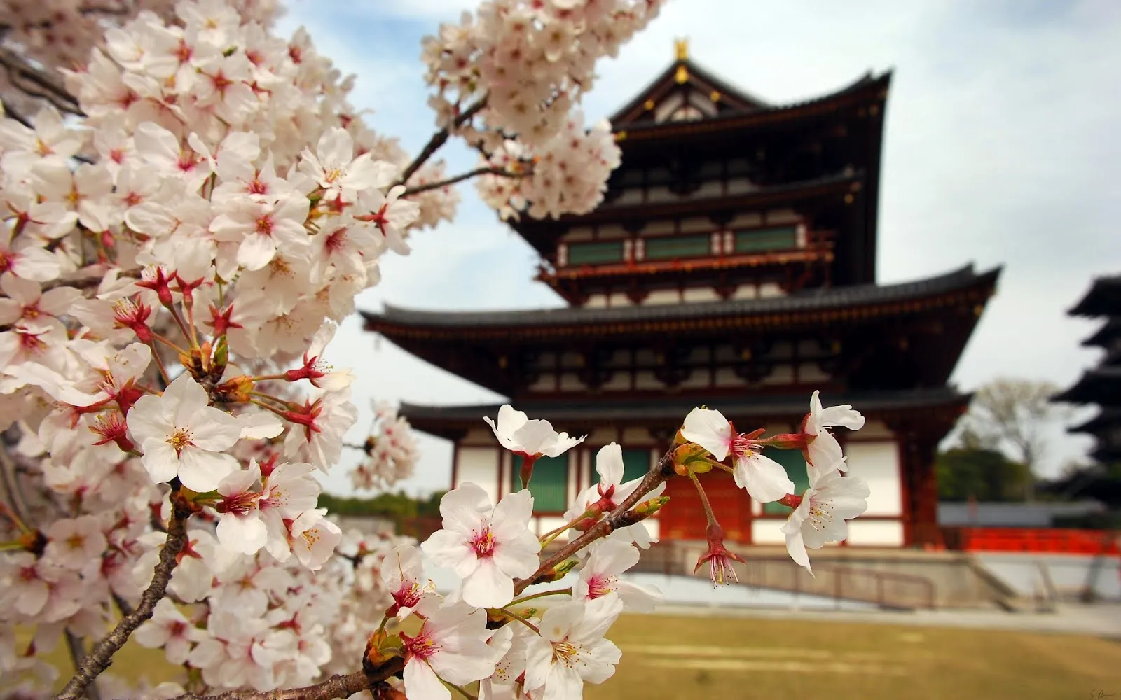 Templo en Japón rodeado con flores de cerezo | Banco de Imagenes