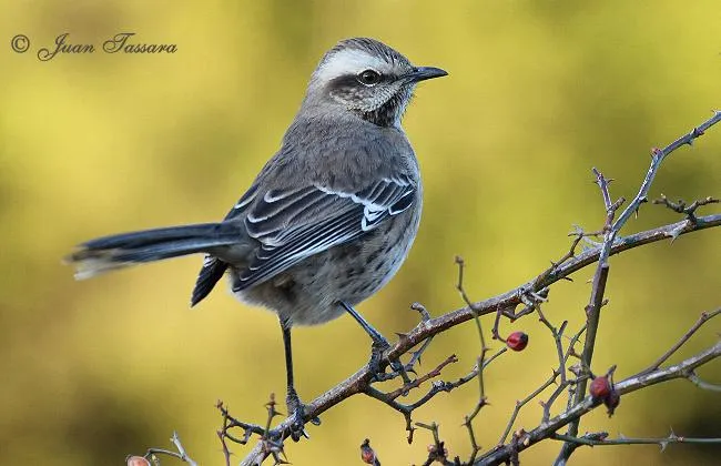 Tenca - AVES DE CHILE