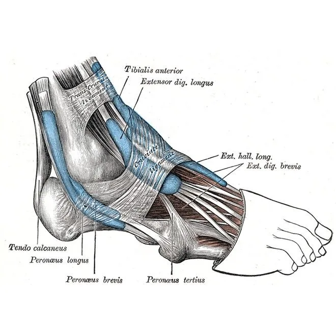 tendinitis-del-peroneo.jpg