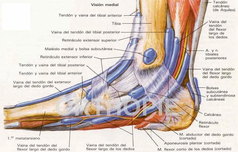 Tendones del pie humano - Imagui