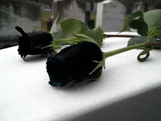 Tenebrae, Amor e Mortis: Rosa Negra II