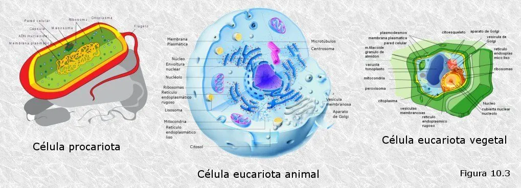 Teoria celular