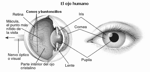 Teoria De La Imagen: La vista